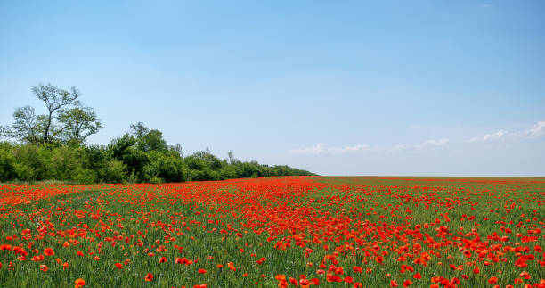 istock Hello spring. Spectacular spring poppy field landscape in full bloom. Blue sky background. 995428670
