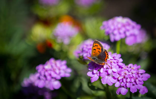istock Awesome colorful meadow with tiny butterfly on the flowers 995429312