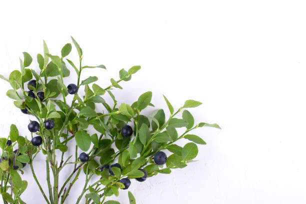 istock Wild forest  blueberries on the branches on white background 995432784