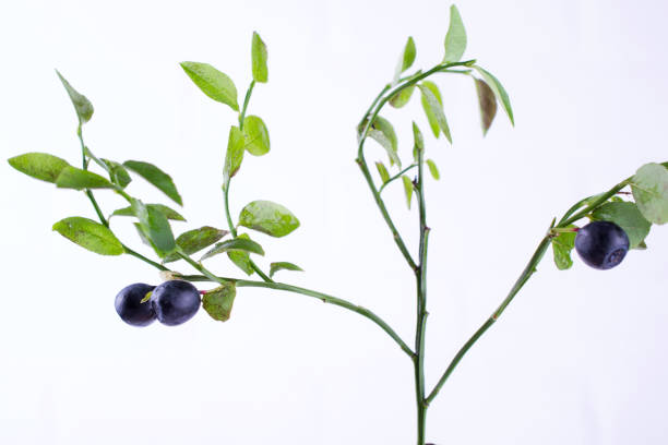 istock Fresh wild forest blueberries on green branches with green  leaves on white background . Blackberry bilberry close-up 995432946