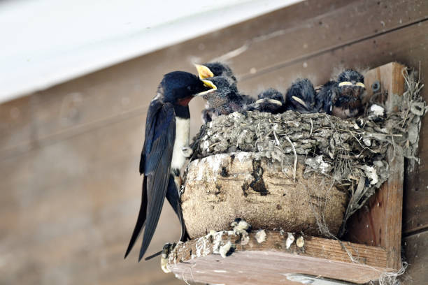 istock Swallow feeding food for chicks 995433634