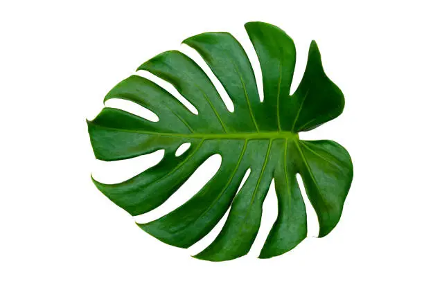 Photo of Monstera leaves leaves with Isolate on white background Leaves on white