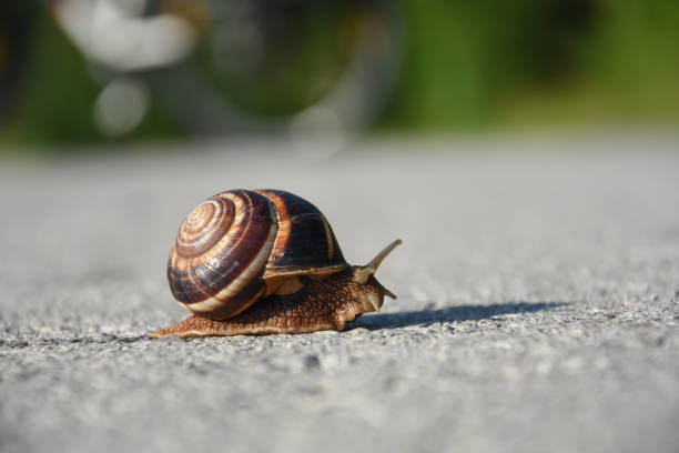 istock Snail crawling on the asphalt road 995439494