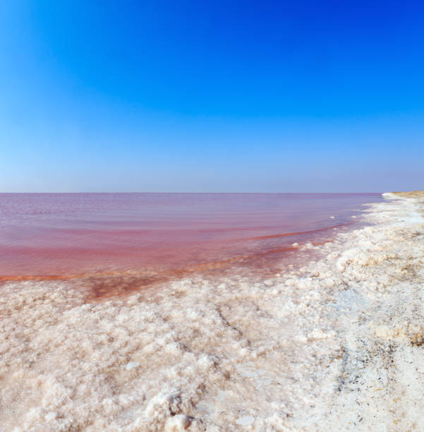 istock Pink salty Syvash Lake, Ukraine 995439512