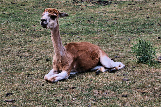 istock A picture of a Llama 995439560