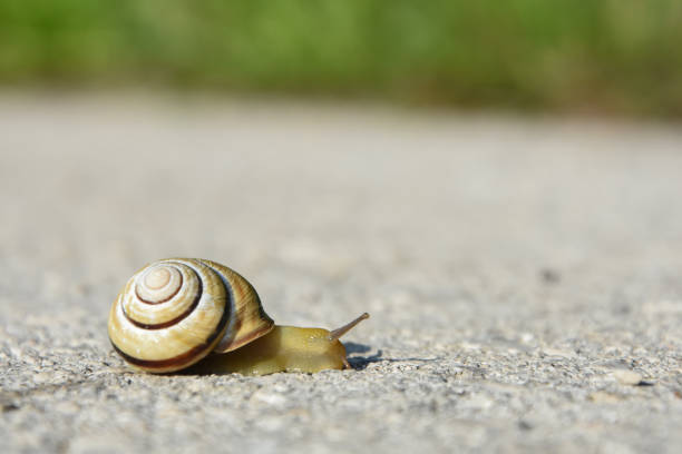 istock Snail crawling on the asphalt road 995439896
