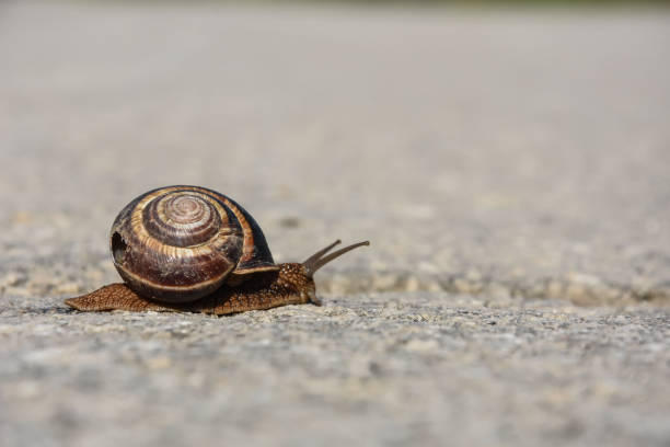 istock Snail crawling on the asphalt road 995439944