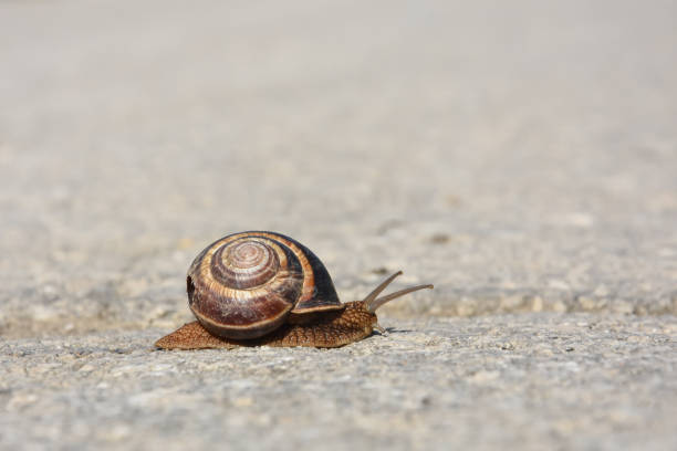istock Snail crawling on the asphalt road 995439946