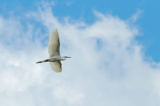 istock Little Egret in Flight on cloudy Sky 995440020