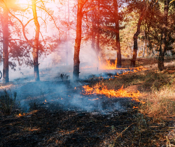 istock fire. wildfire, burning pine forest in the smoke and flames. 995443334