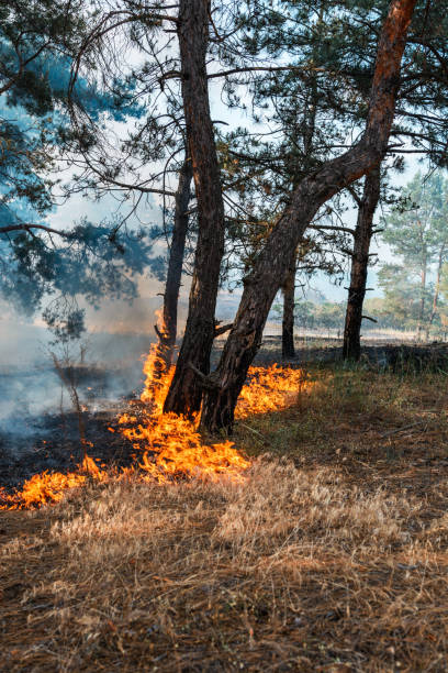 istock Forest fire. Burned trees after forest fires and lots of smoke 995443362
