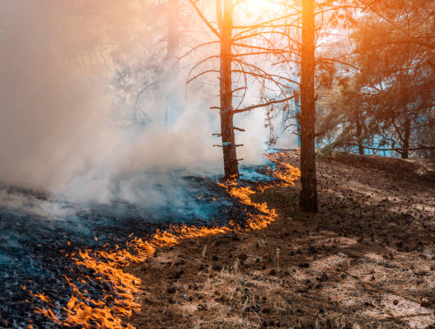 istock Forest fire. Burned trees after wildfire, pollution and a lot of smoke 995443368