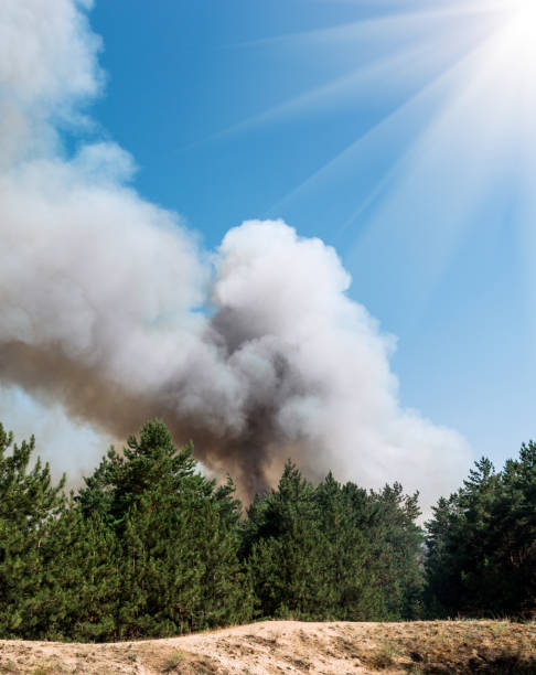 istock fire. wildfire at sunset, burning pine forest in the smoke and flames. 995443412