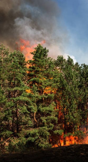 istock Forest fires and wind dry completely destroy the forest and steppe during a severe drought in southern Ukraine. The disaster brings regular damage to nature and the region 995443418