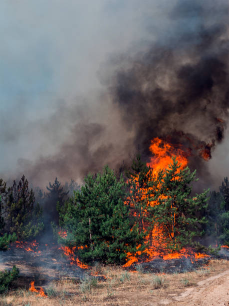 istock Forest fire. Burned trees after forest fires and lots of smoke 995443436
