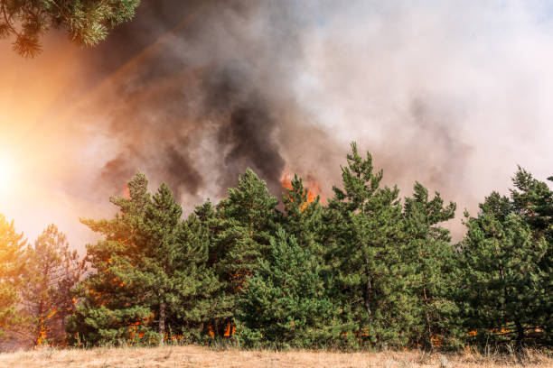 istock Forest fire. Burned trees after forest fires and lots of smoke 995443462