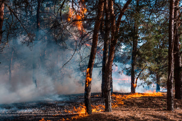 istock Forest fire. Burned trees after forest fires and lots of smoke 995443554