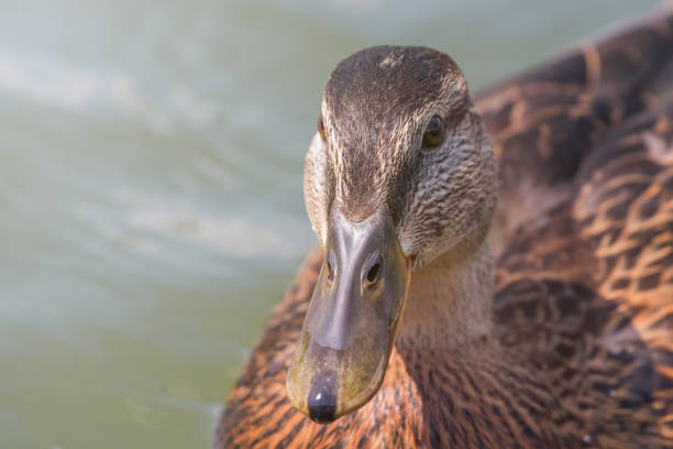 Cayuga duck swimming in murky water with its head partially submerged, creating ripples