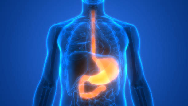 anatomia dello stomaco dell'apparato digerente umano - esofago foto e immagini stock