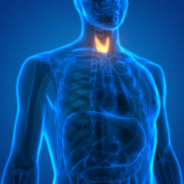 istock Human Body Glands Anatomy (Thyroid Gland) 995447186