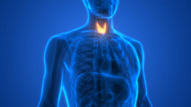 istock Human Body Glands Anatomy (Thyroid Gland) 995447254