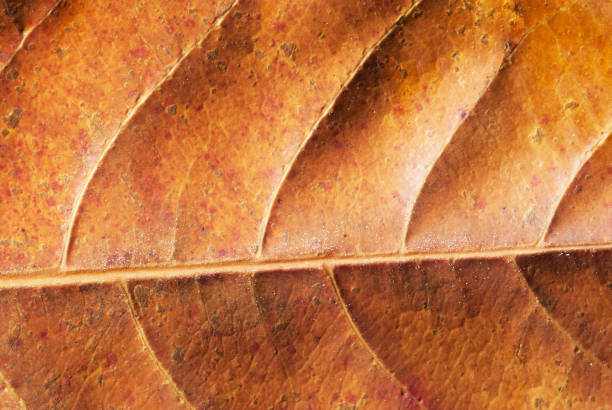 istock Leave the surface  seamless pattern. autumn leave for background . Leave color change. 995447536