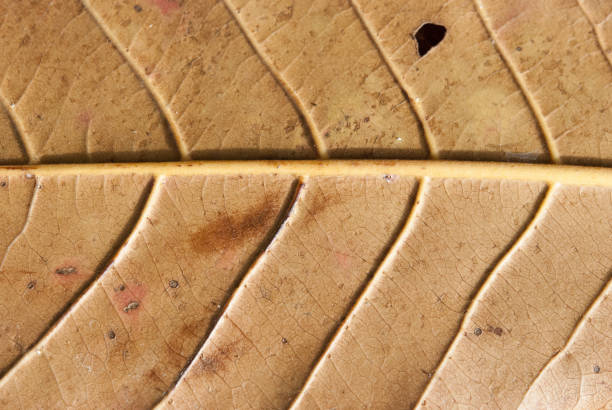 istock Leave the surface  seamless pattern. autumn leave for background . Leave color change. 995447804