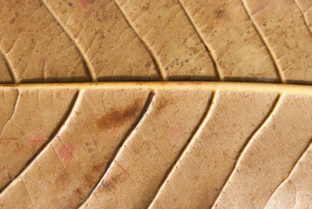 istock Leave the surface  seamless pattern. autumn leave for background . Leave color change. 995447854