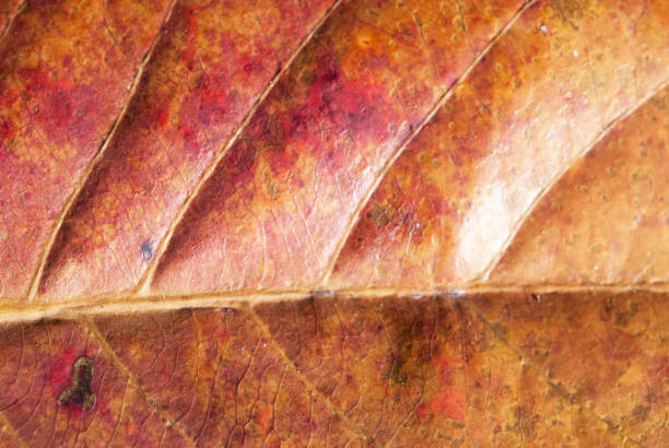 istock Leave the surface  seamless pattern. autumn leave for background . Leave color change. 995447902