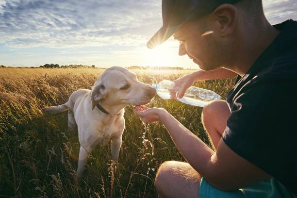 spragniony pies o zachodzie słońca - drinking men water bottle zdjęcia i obrazy z banku zdjęć