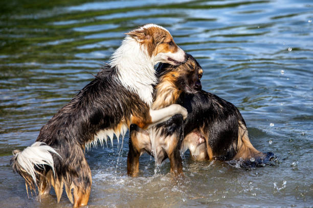 Two cute Dogs playing into the water, hierarchy and pack behavior