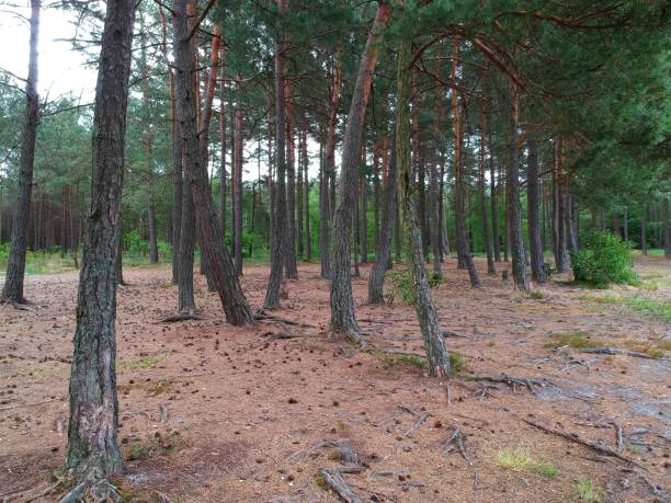 istock Old coniferous trees with ground filled with cones 995462792