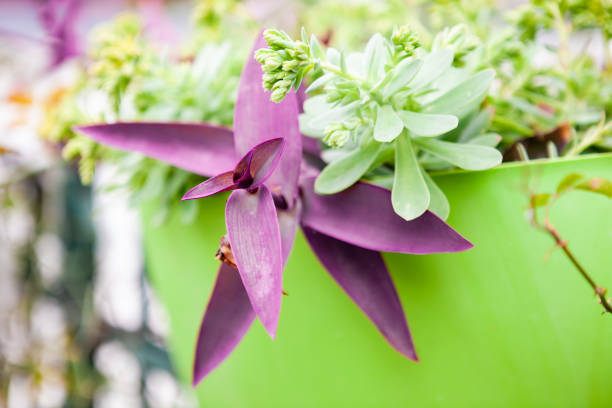 Plant in a green pot close up
