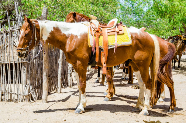 istock Horse farm in Cabo San Lucas, Mexico. 995473276