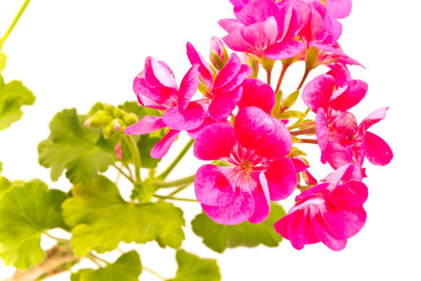 istock Geranium pelargonium flower close up on white background 995475880