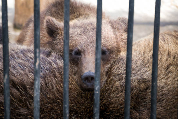 istock little cute fluffy bear with a sad look behind metal bars 995477048