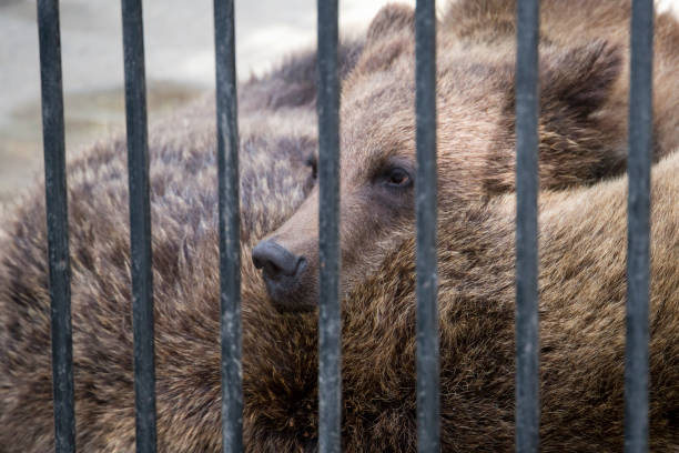 istock little cute fluffy bear with a sad look behind metal bars 995477116