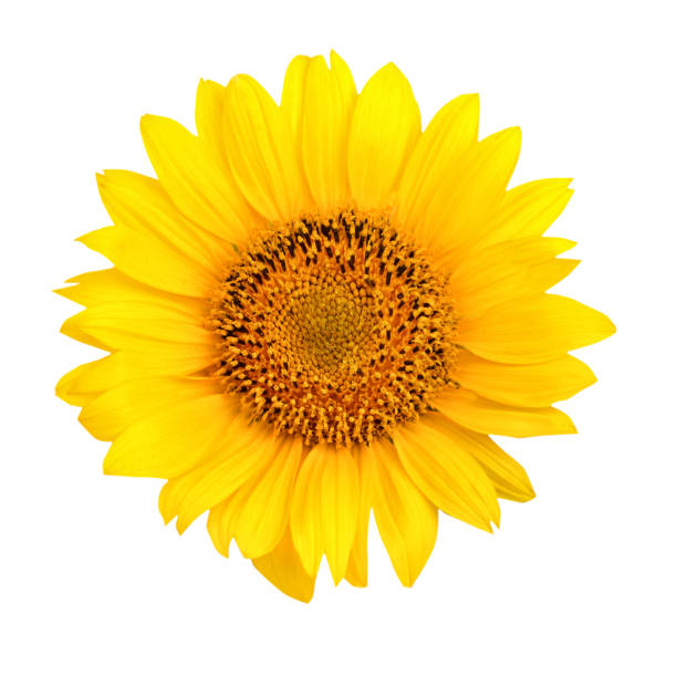 istock Beautiful sunflower on white background 995485844