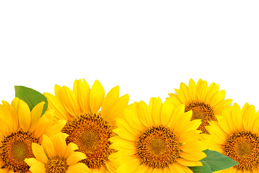 Frame of sunflowers on a white background. Background with copy space. Top view.