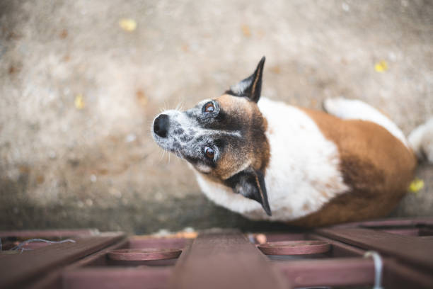 Portrait of dog looking up, ears raised and listening. medium-sized domestic dog sitting on wooden floor. Top View. world animal day, national mutts day