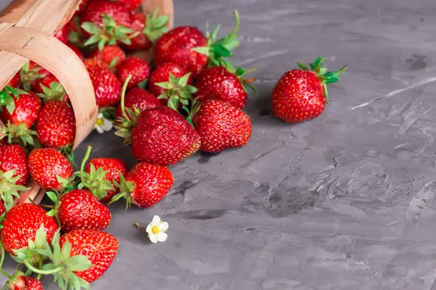 Fresh strawberry in a basket and scattered on a concrete table. Copy space