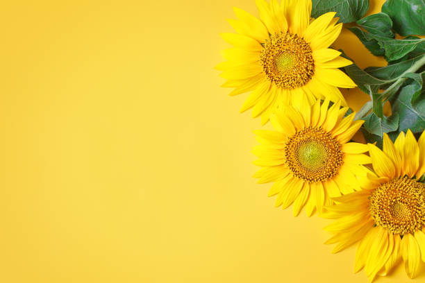 istock Beautiful sunflowers on yellow background.View from above. Background with copy space 995493692