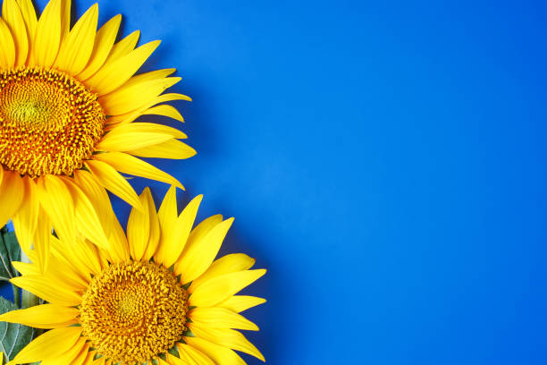 istock Beautiful sunflowers on blue background. View from above. Background with copy space 995493814