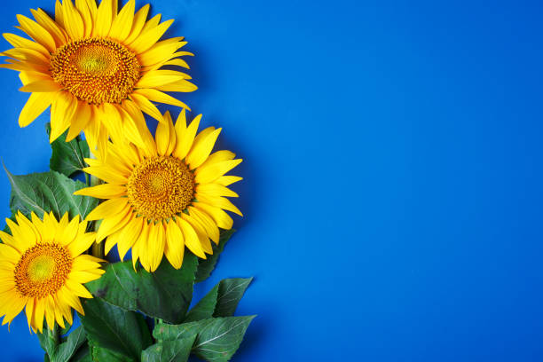 istock Beautiful sunflowers on blue background. View from above. Background with copy space 995493970