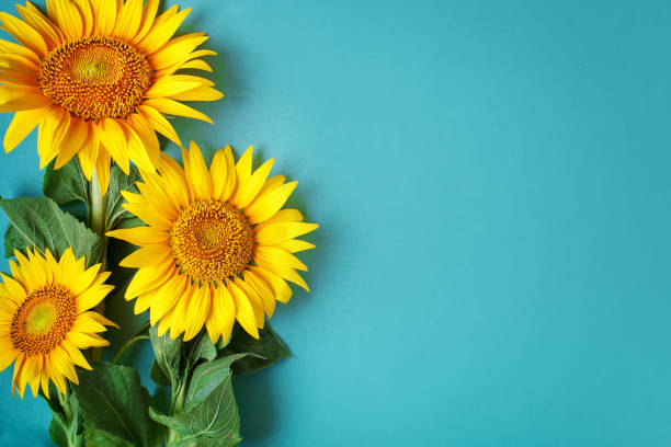istock Beautiful sunflowers on blue background. View from above. Background with copy space 995494032