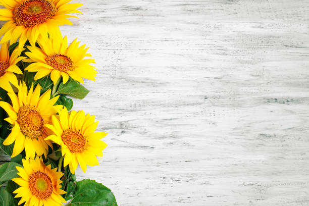 istock Beautiful sunflowers on a wooden table. View from above. Background with copy space 995494096