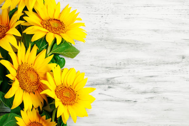 Beautiful sunflowers on a wooden table. View from above. Background with copy space