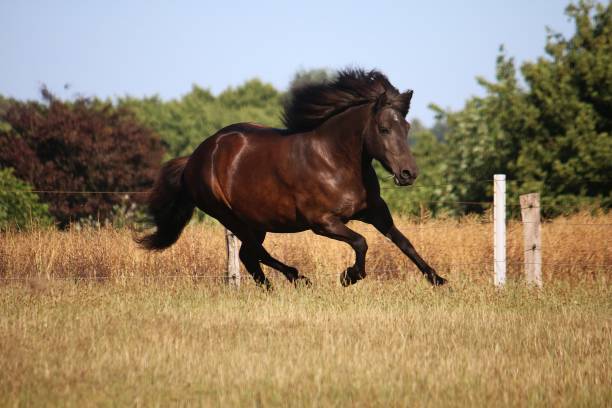 istock running dark iceland horse 995498574