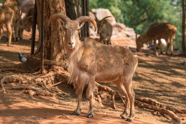 istock Male Barbary sheep,  Ammotragus lervia 995498612