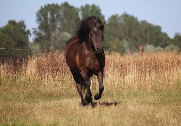 istock running dark iceland horse 995498632